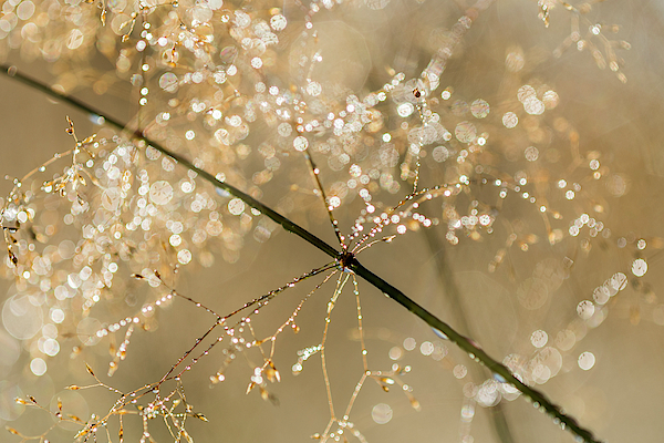 Highlights in the Grass by Robert Potts Highlights in the Grass by Robert Potts