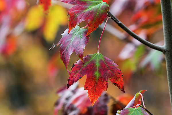 The Color of Maples by Robert Potts The Color of Maples by Robert Potts